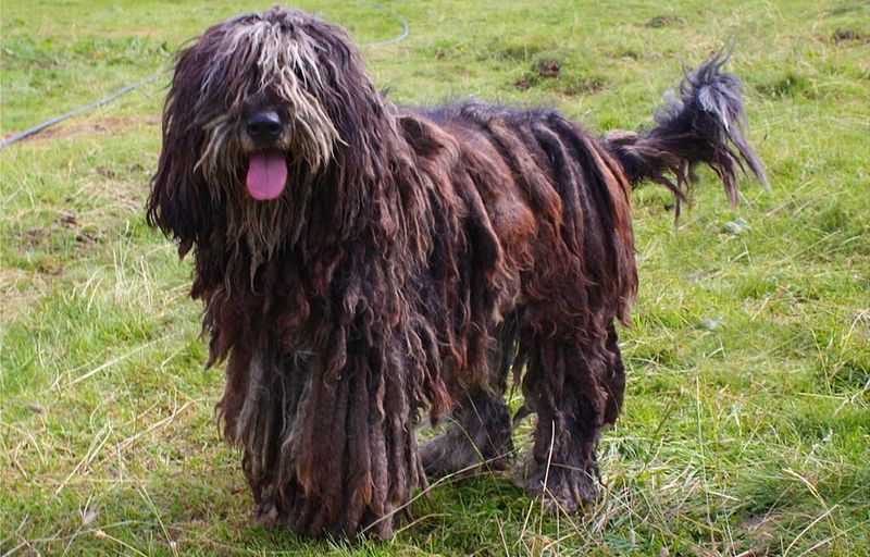 Bergamasco Shepherd