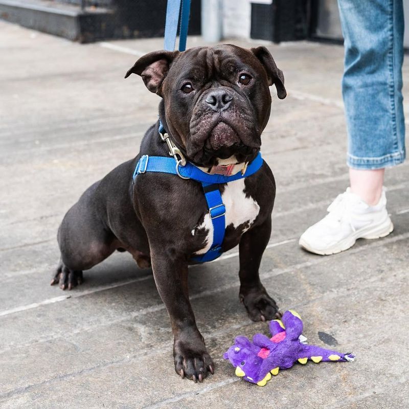 Staffordshire Bull Terrier