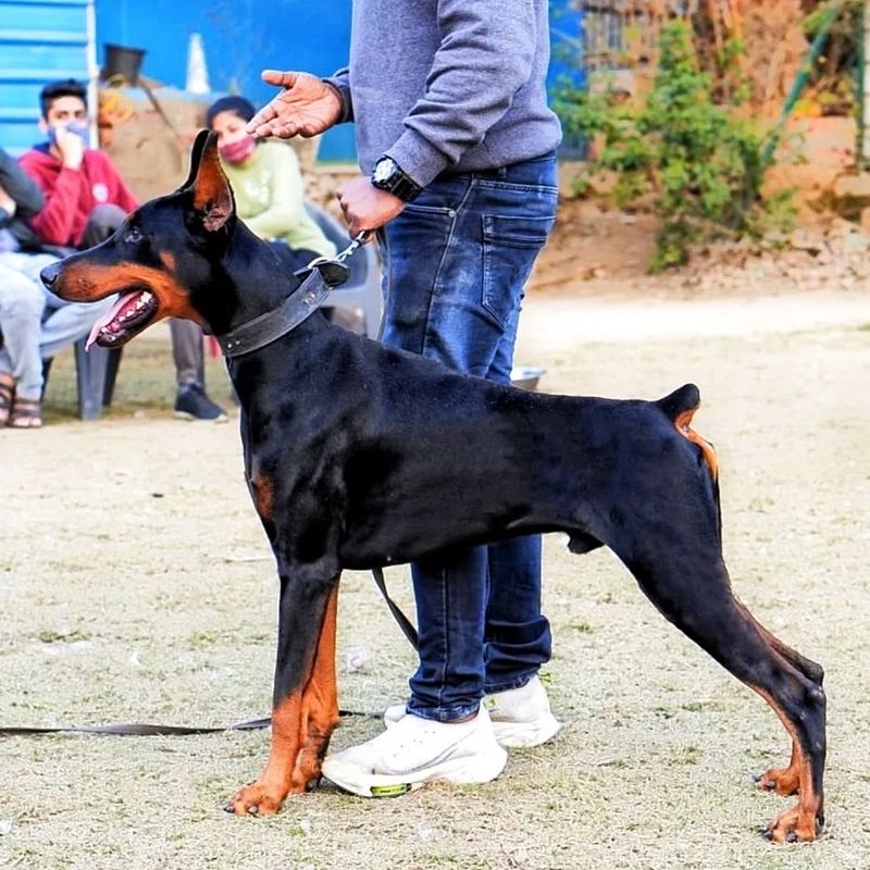 Doberman Pinscher