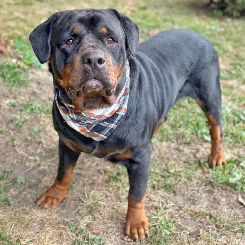 Rottweiler