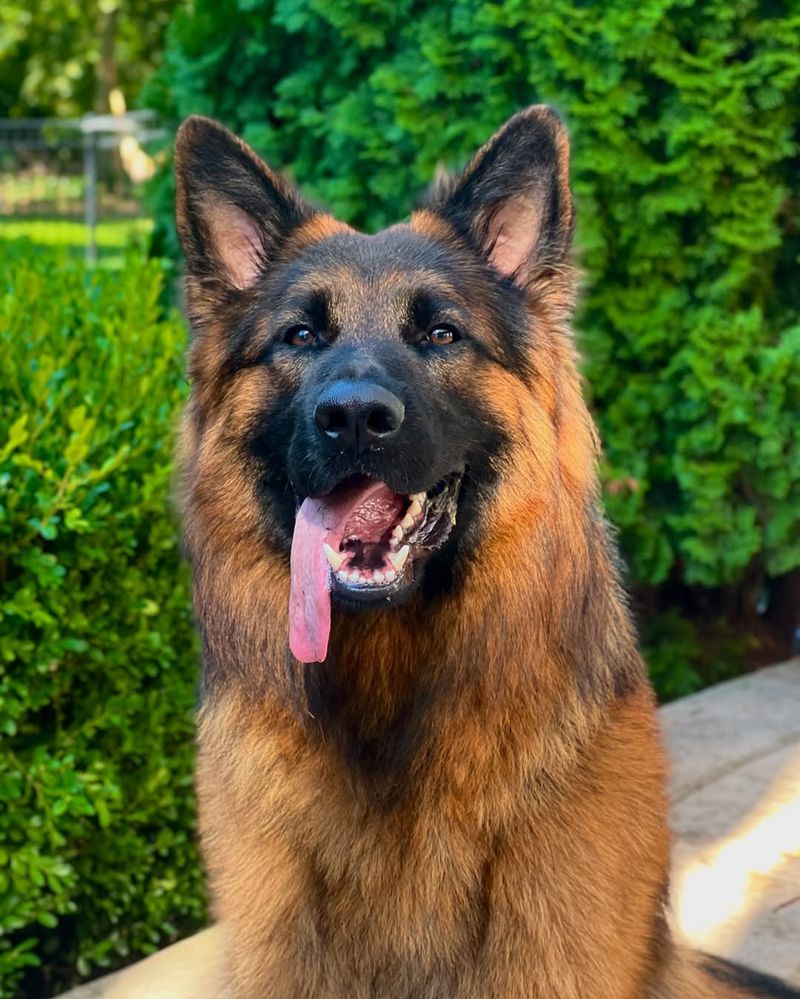 German Shepherd