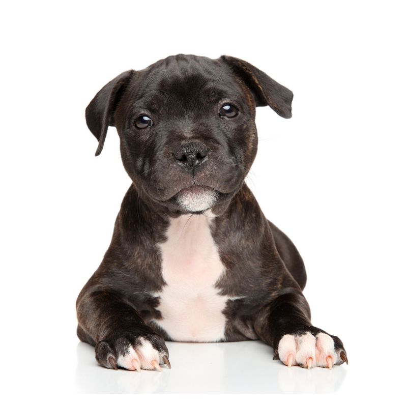 Staffordshire Bull Terrier