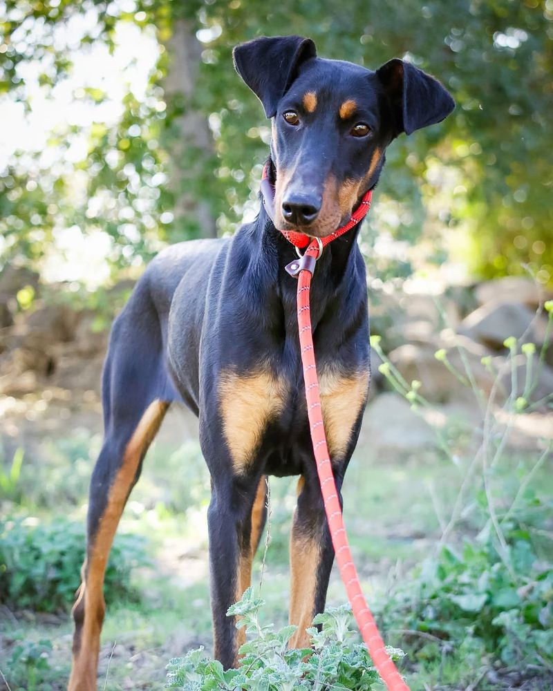 Manchester Terrier