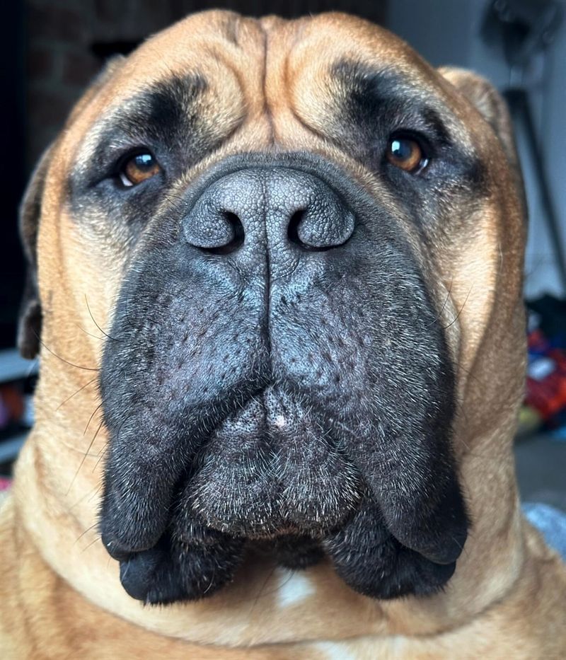 Bullmastiff