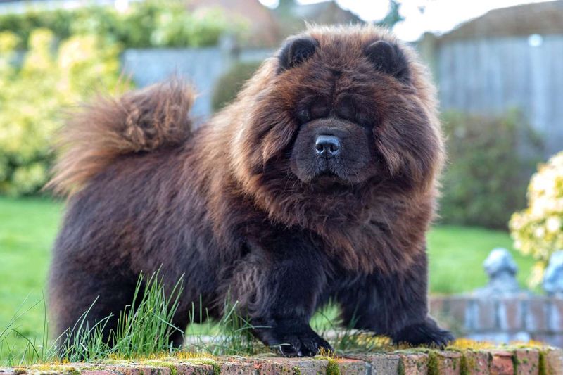 Chow Chow