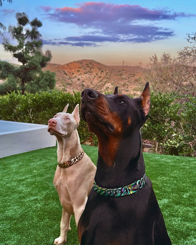 Doberman Pinscher