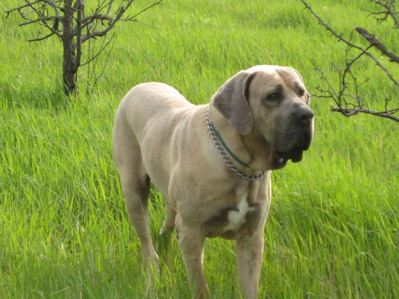 Fila Brasileiro