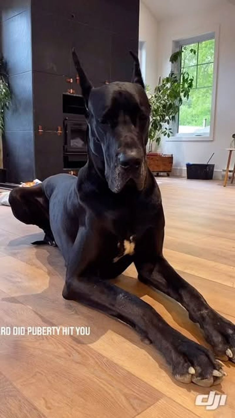 Great Dane