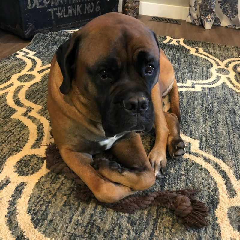 English Mastiff