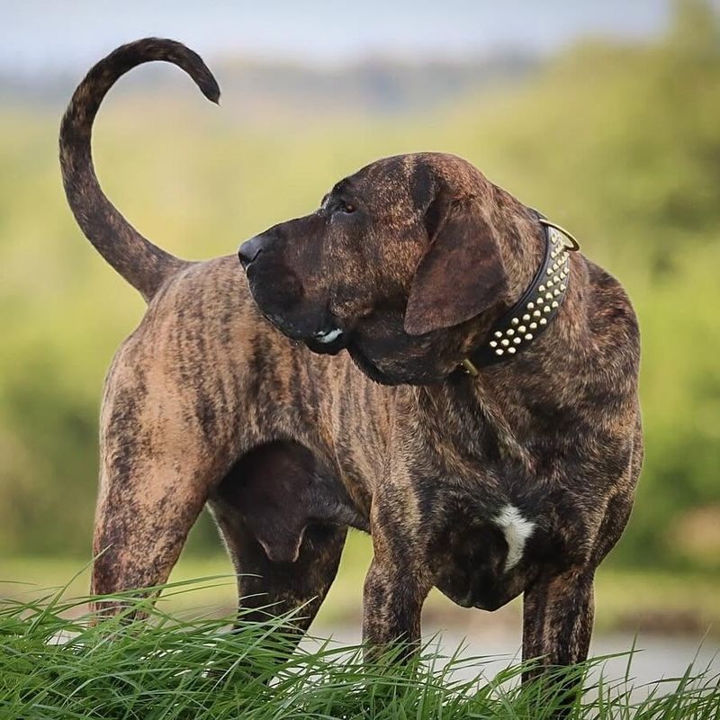 Fila Brasileiro