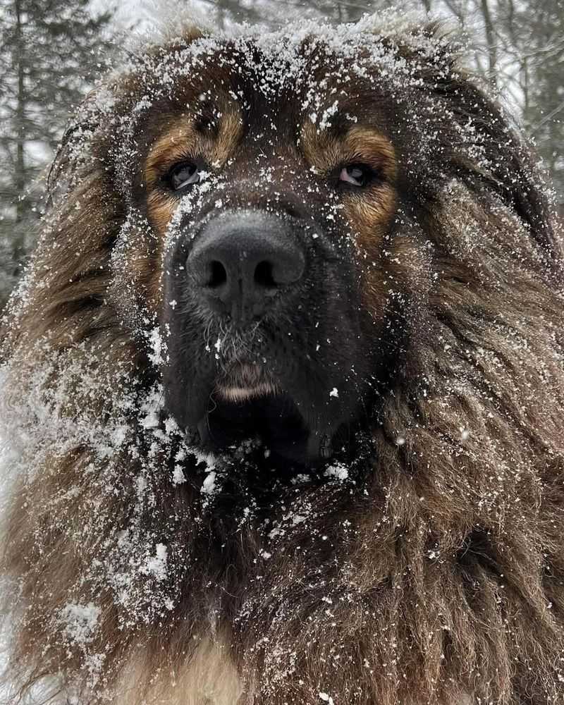 Leonberger