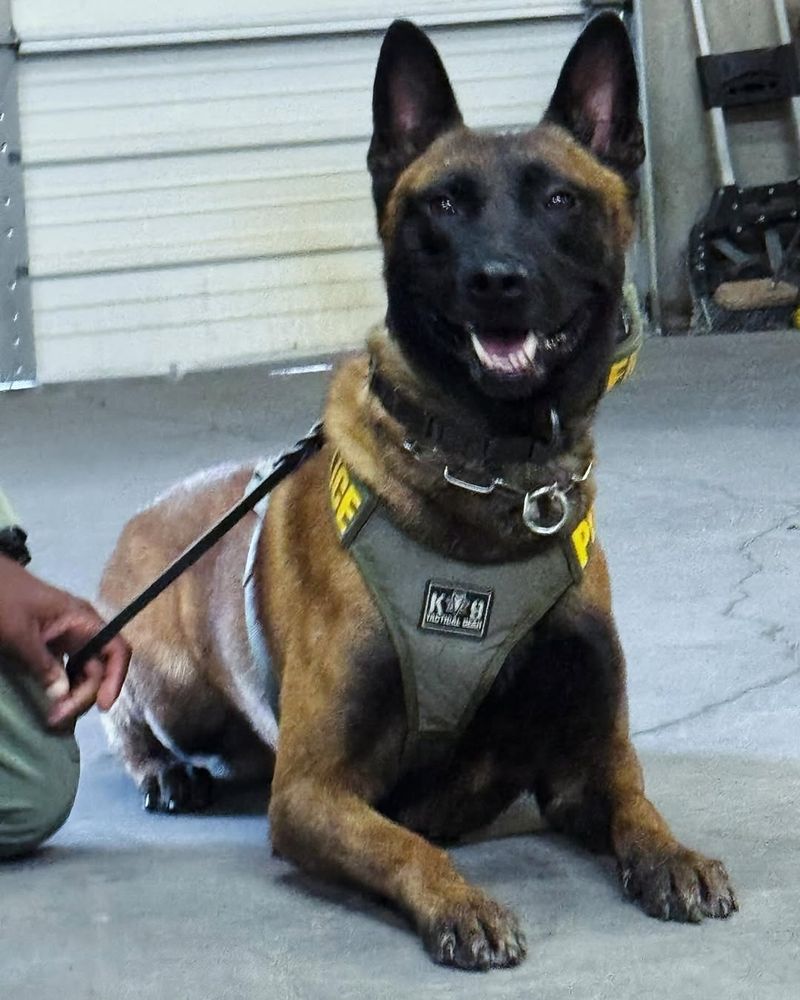 Belgian Malinois