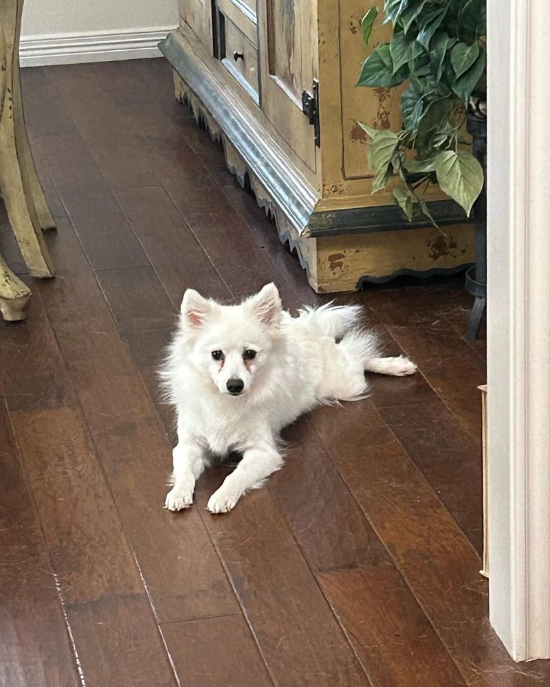 Canadian Eskimo Dog