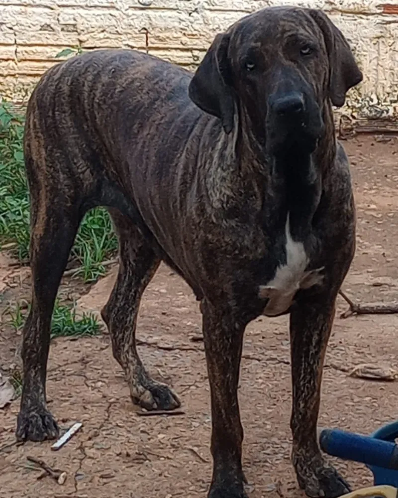 Fila Brasileiro