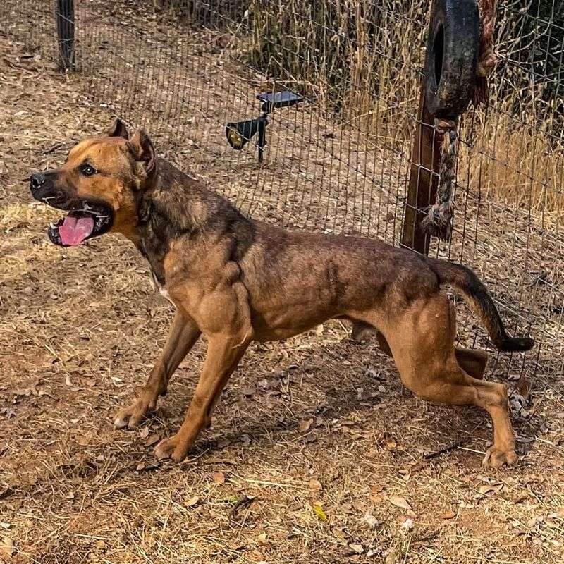 Bandog