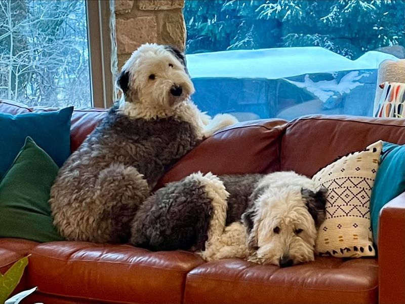 Old English Sheepdog