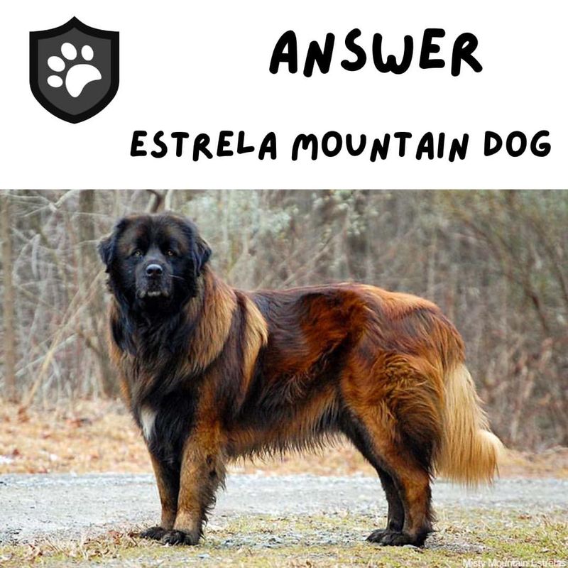 Estrela Mountain Dog