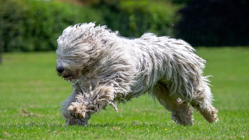 Komondor