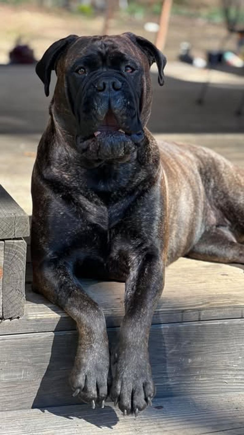 Bullmastiff