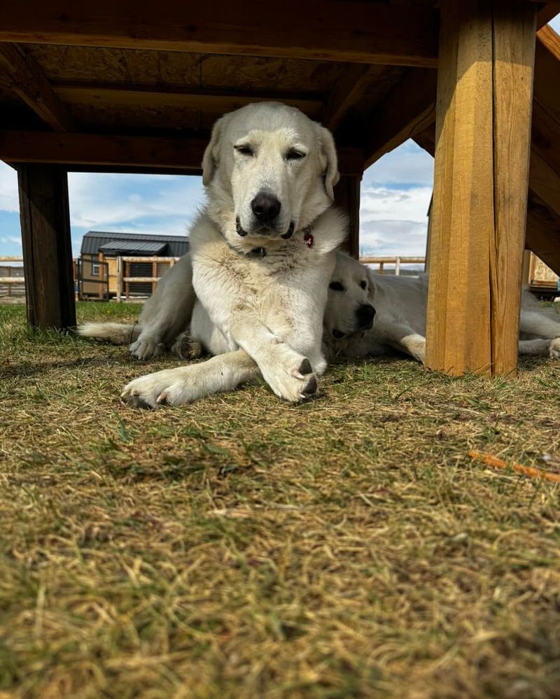 Guarding the Home