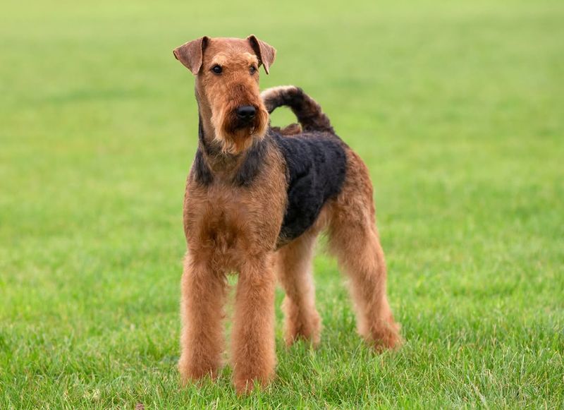 Airedale Terrier