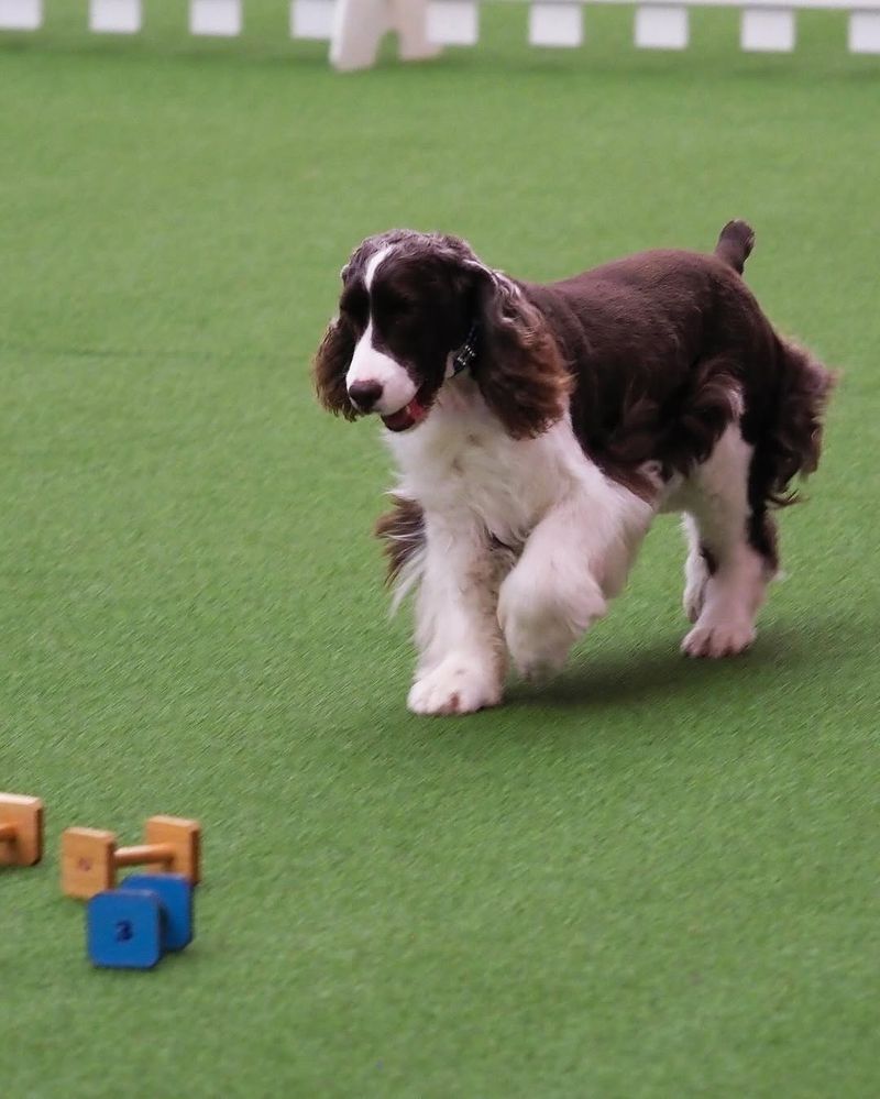 English Springer Spaniel