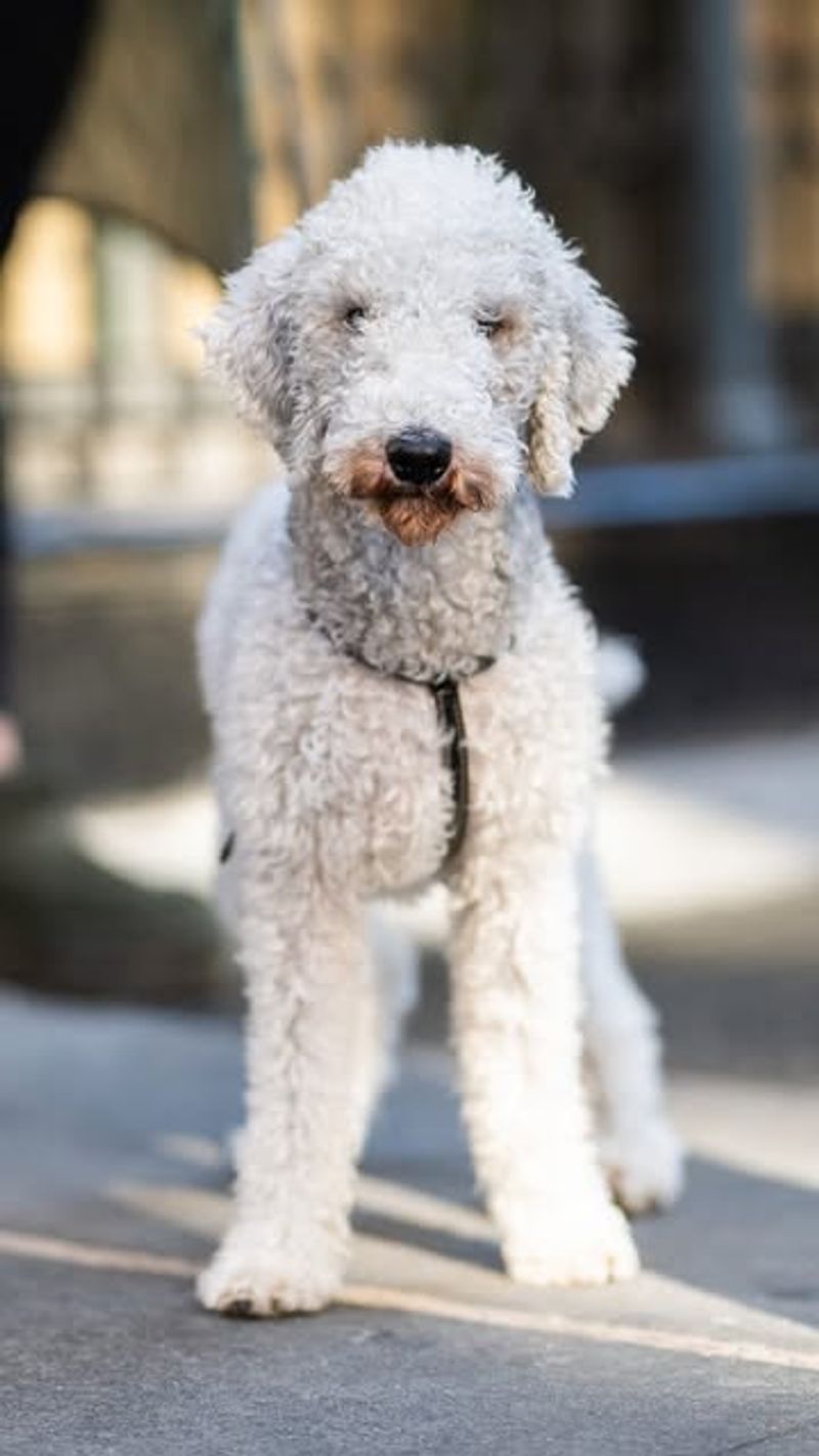 Bedlington Terrier