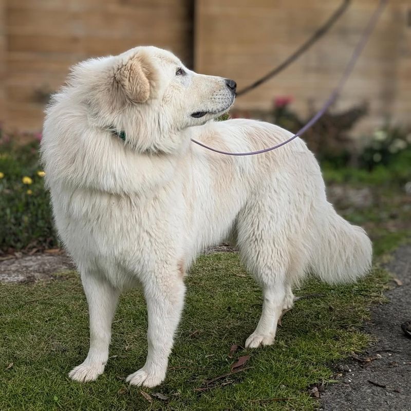 Maremma Sheepdog