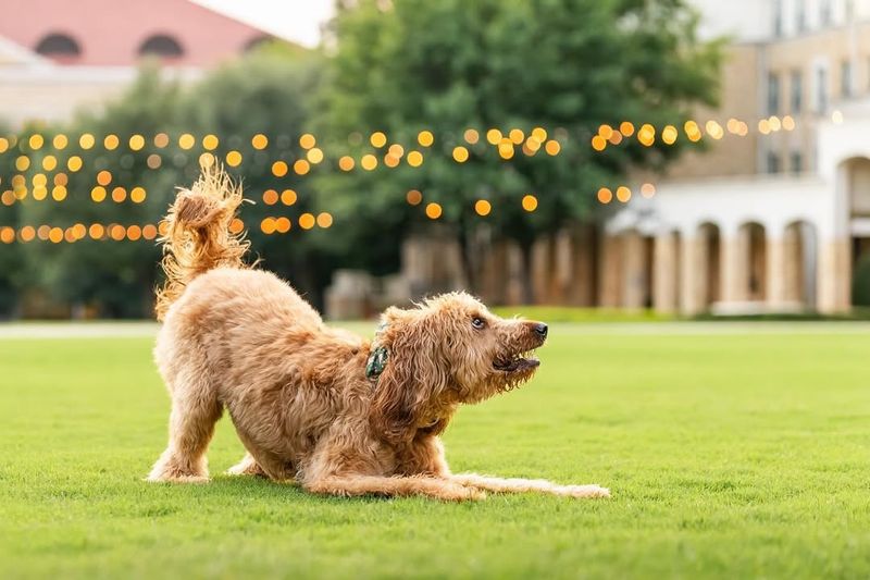 Playful Bowing