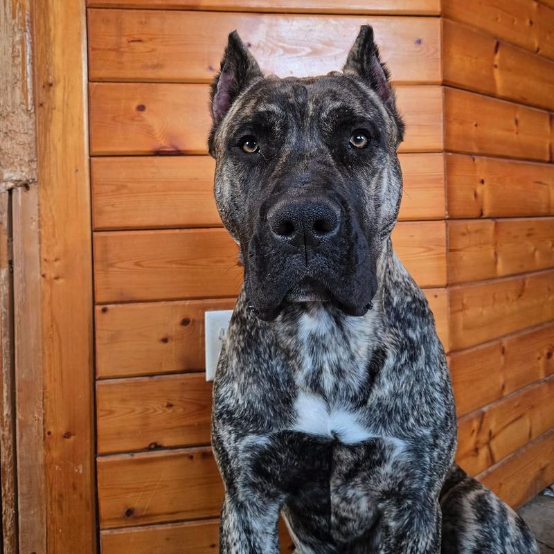 Presa Canario