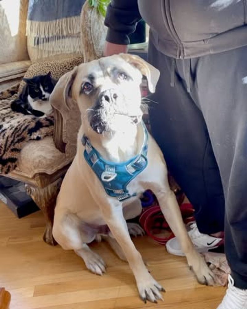 Anatolian Shepherd