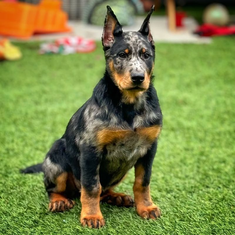 Beauceron