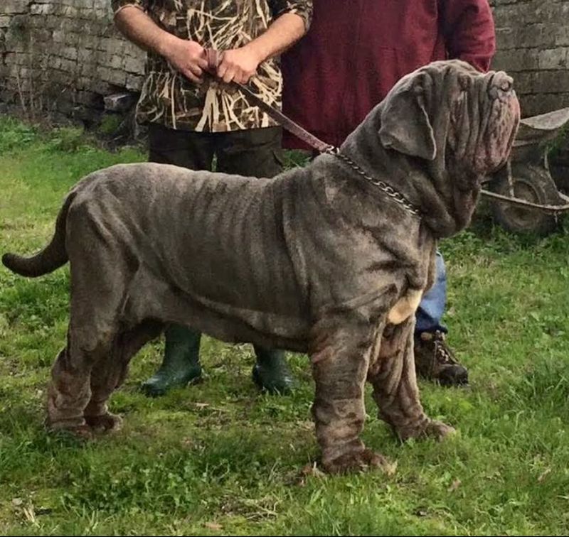 Neapolitan Mastiff