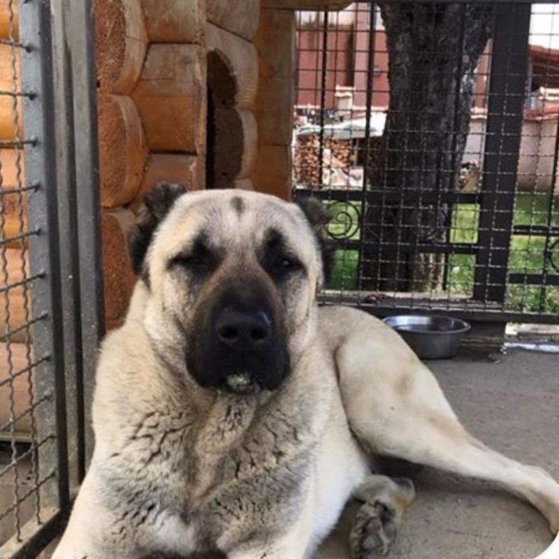 Kangal