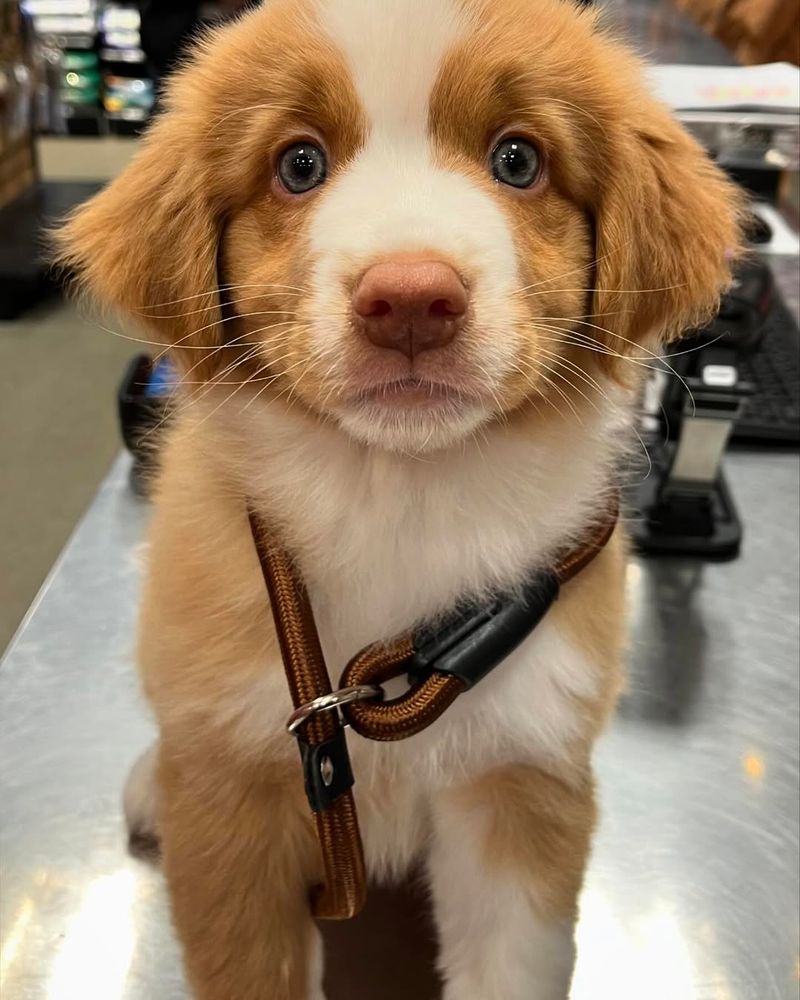 Nova Scotia Duck Tolling Retriever