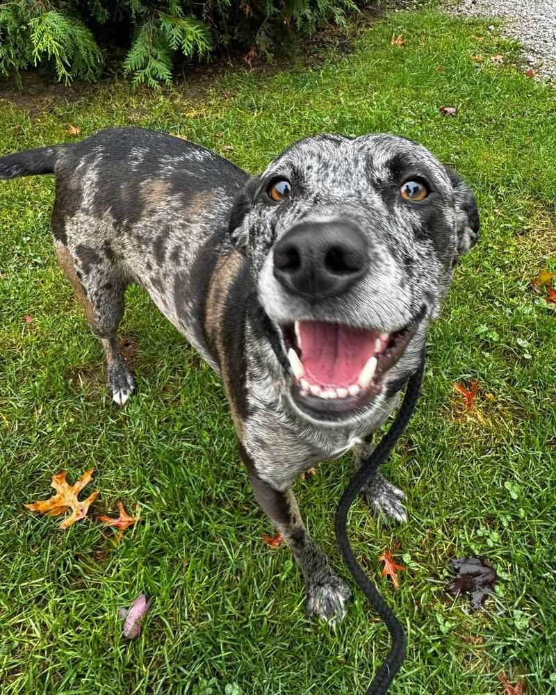 Catahoula Leopard Dog