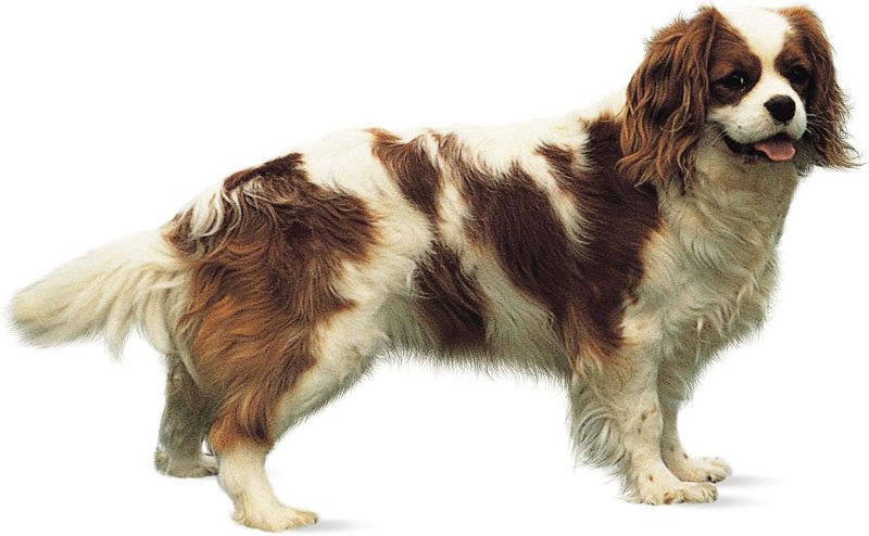 English Toy Spaniel