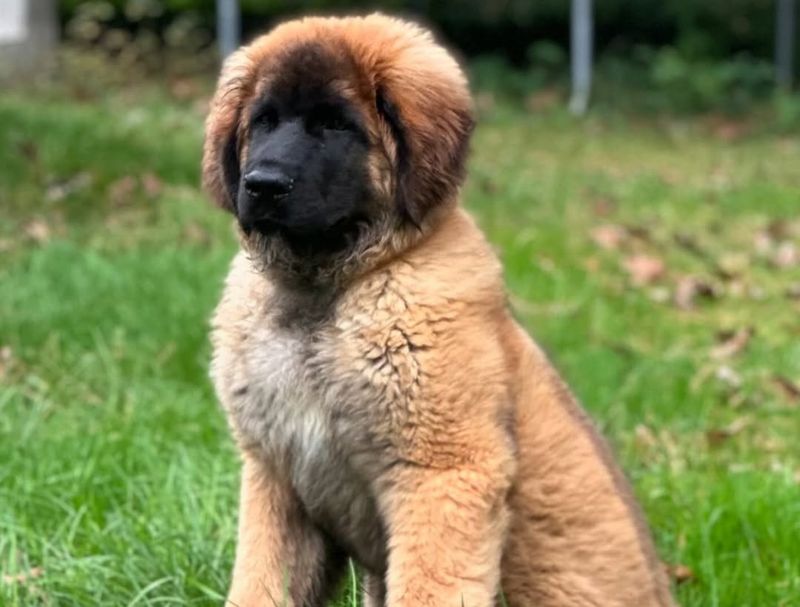 Leonberger