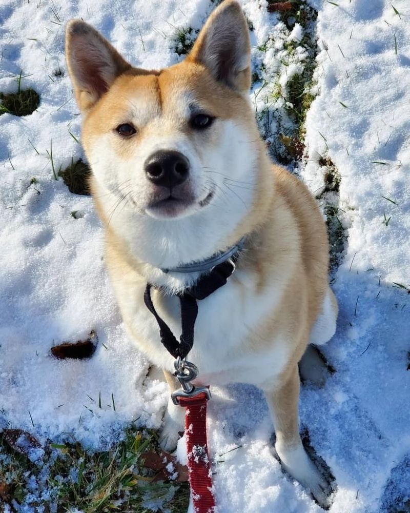 Shiba Inu