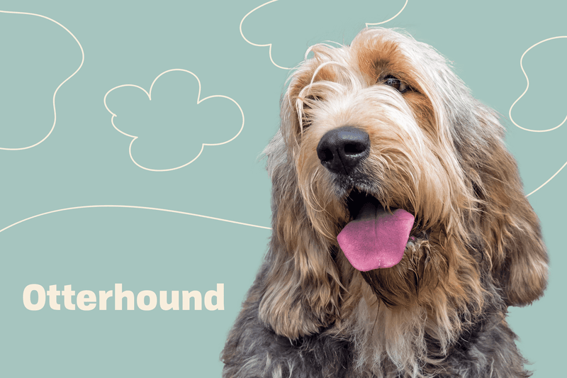 Otterhound