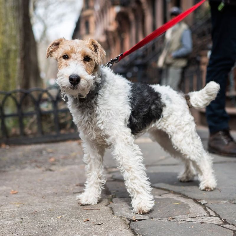 Fox Terrier