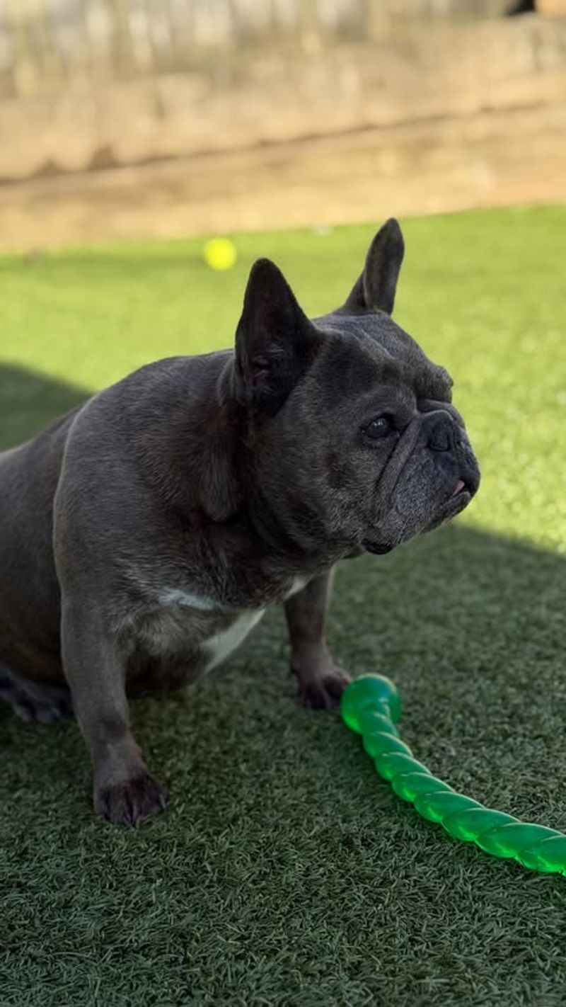 French Bulldog