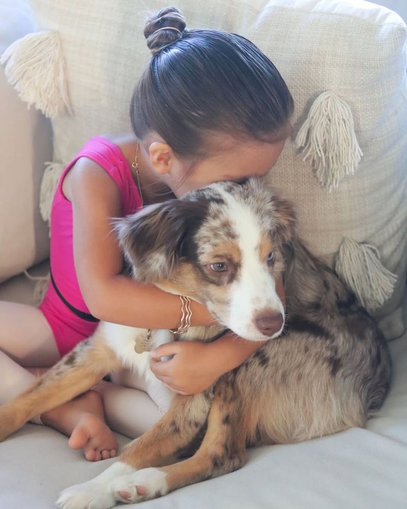 Australian Shepherd