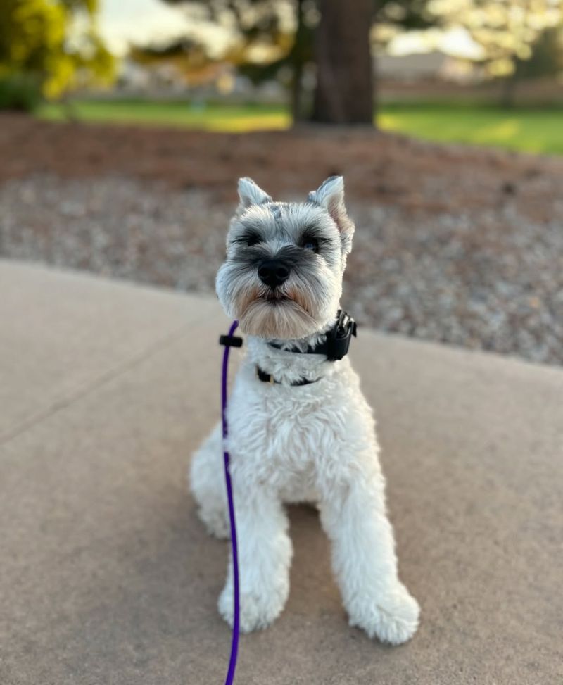 Miniature Schnauzer