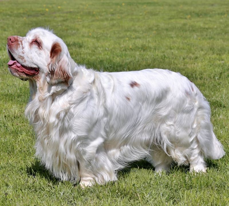 Clumber Spaniel