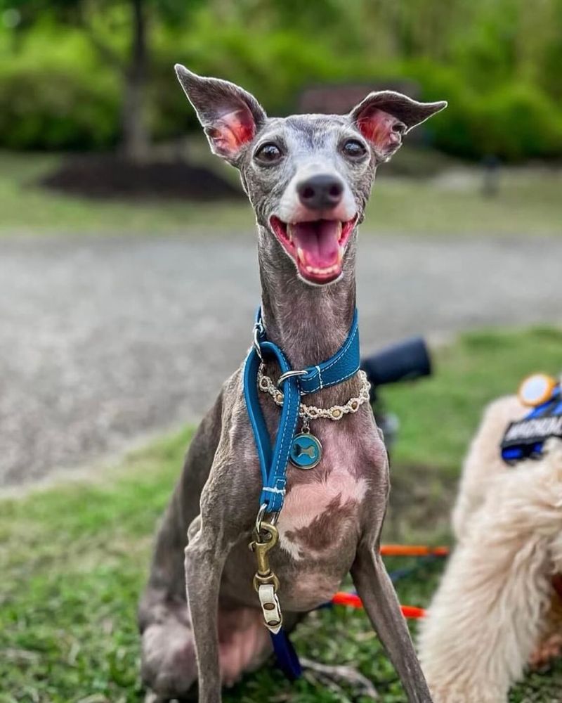 Italian Greyhound