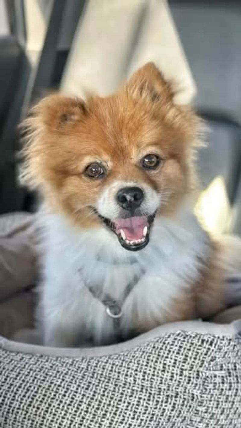 Pomeranian