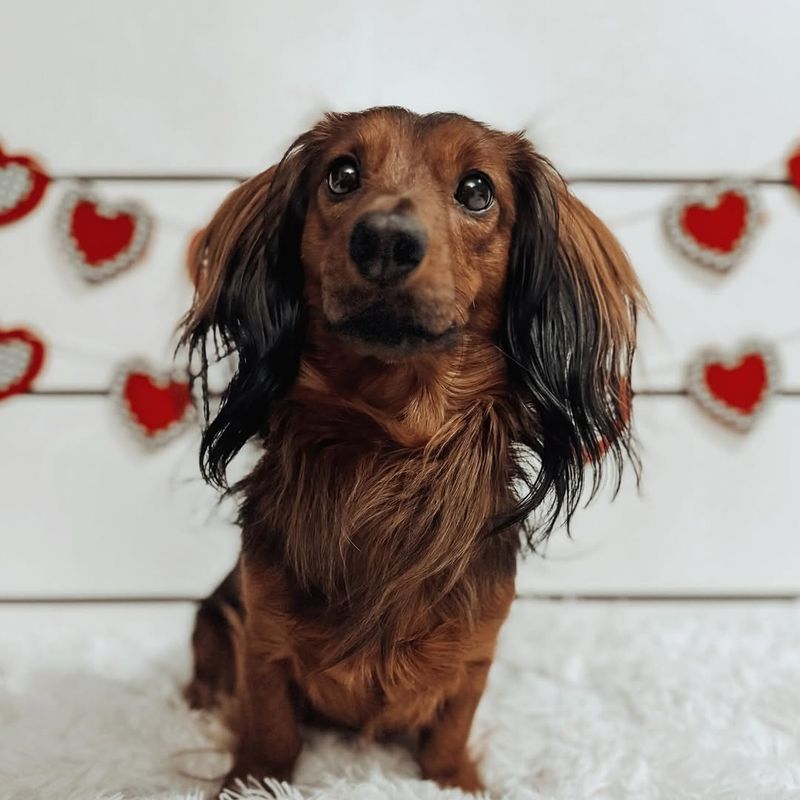 Dachshund