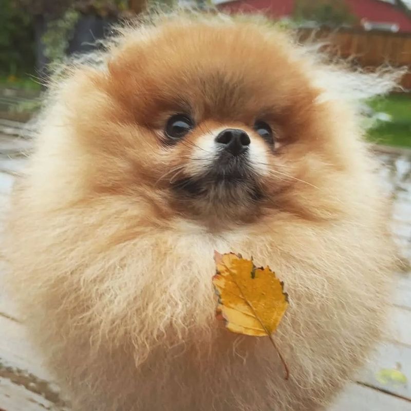 Pomeranian