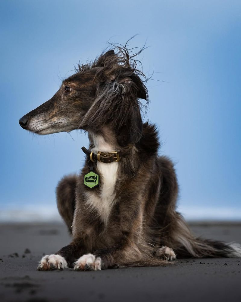 Saluki